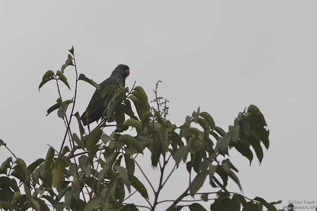 Red-billed Parrotadult, identification