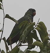 Red-billed Parrot