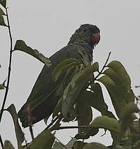 Pione à bec rouge