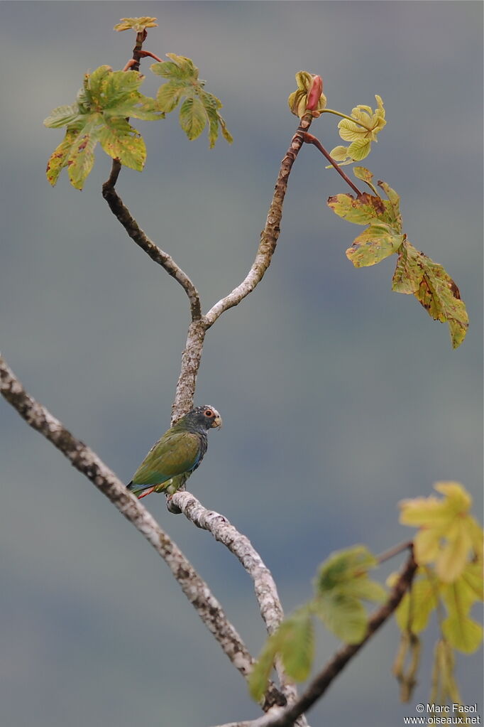 Pione à couronne blancheadulte, identification