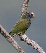 White-crowned Parrot