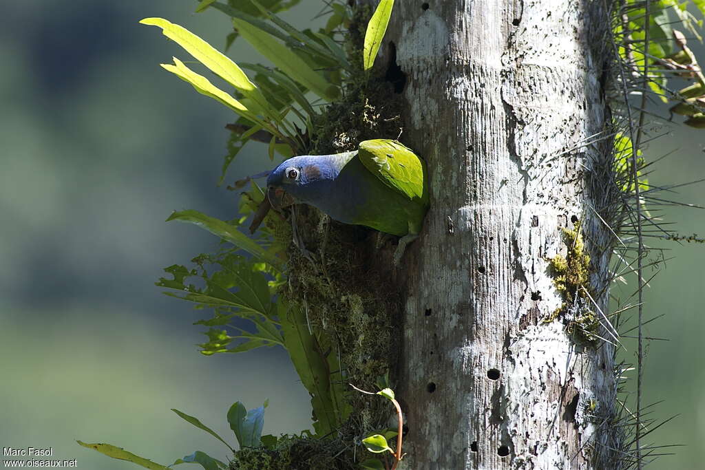 Blue-headed Parrotadult, Reproduction-nesting