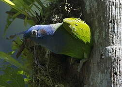 Blue-headed Parrot