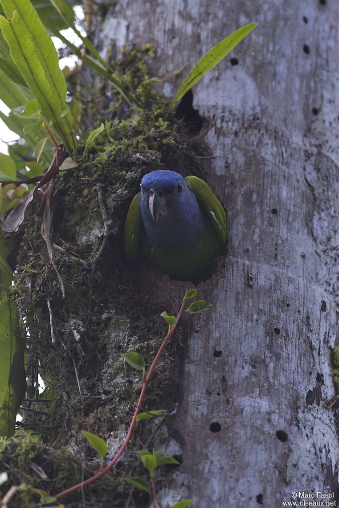 Blue-headed Parrotadult, identification, Reproduction-nesting