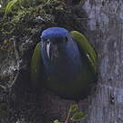 Pione à tête bleue