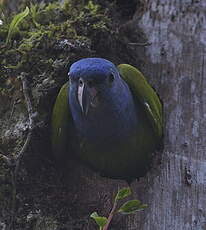 Pione à tête bleue