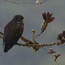 Pione noire