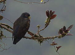 Bronze-winged Parrot