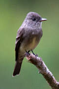 Western Wood Pewee