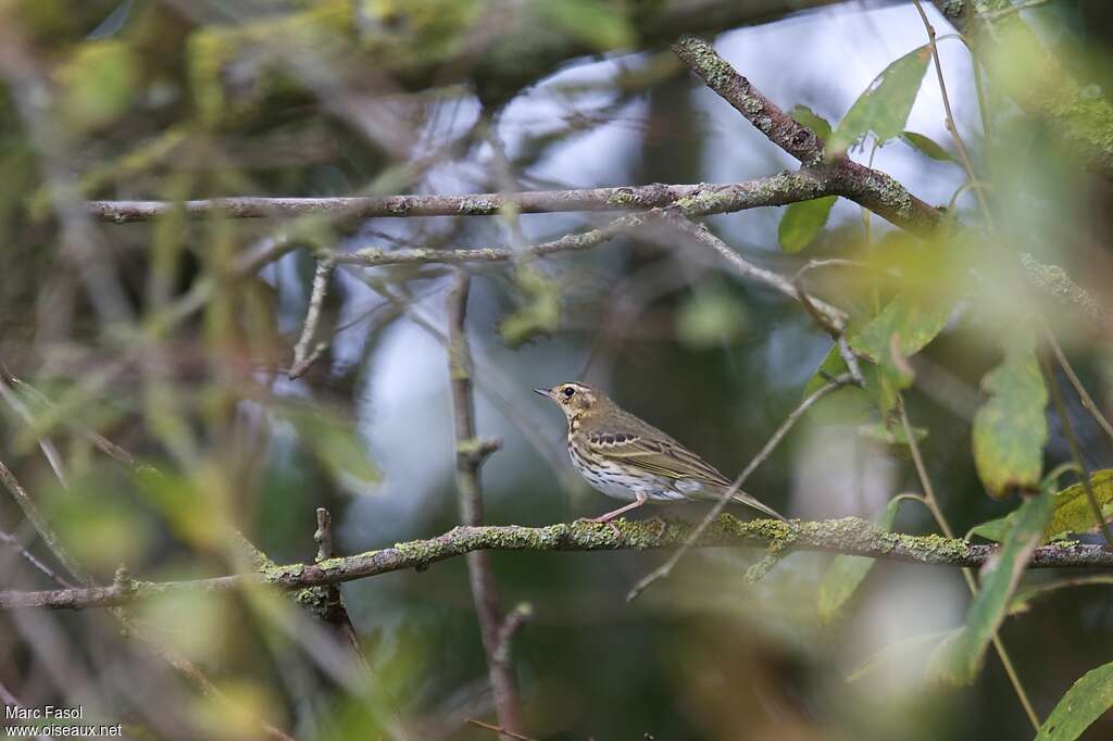 Olive-backed Pipitadult post breeding, identification