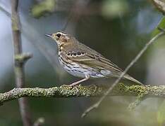 Pipit à dos olive