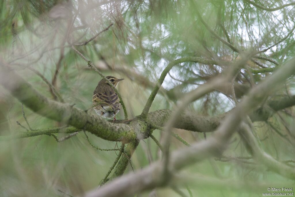 Pipit à dos olive, identification, Comportement