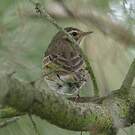 Pipit à dos olive