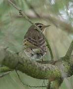 Olive-backed Pipit