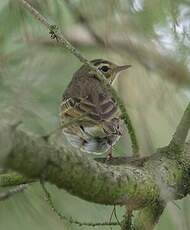 Pipit à dos olive