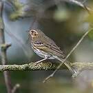 Pipit à dos olive
