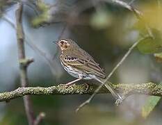 Olive-backed Pipit