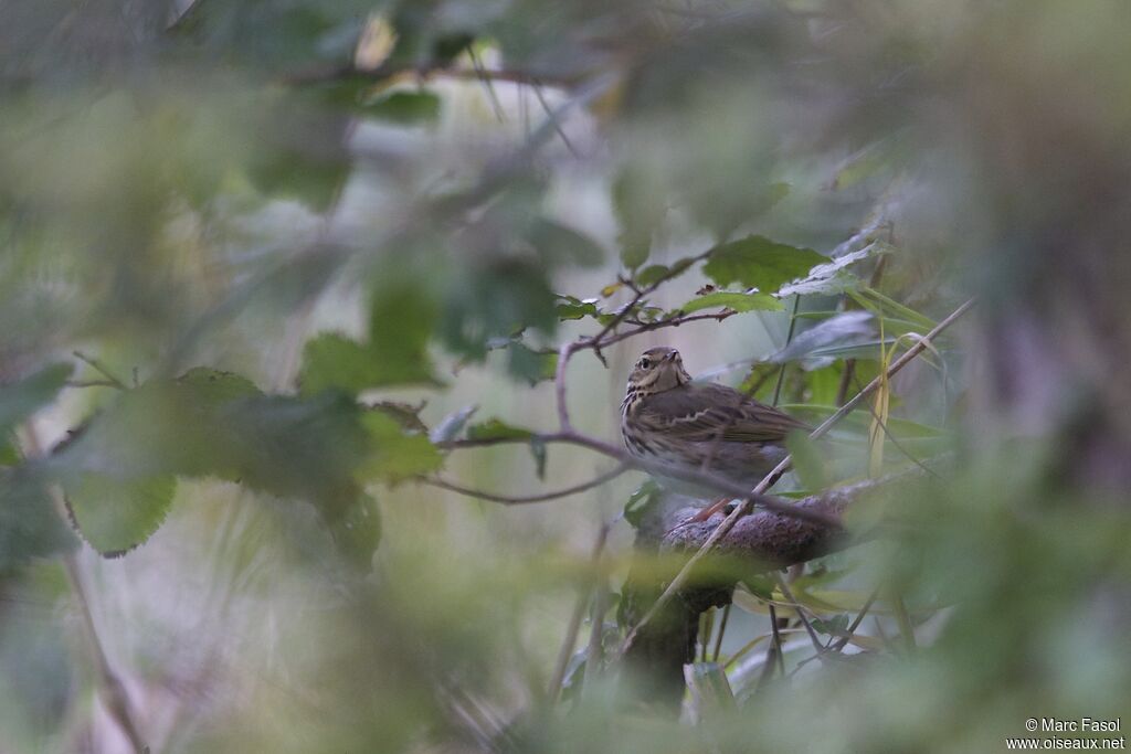 Pipit à dos olive, identification