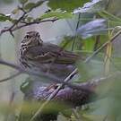 Pipit à dos olive