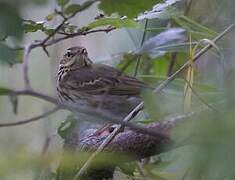 Olive-backed Pipit