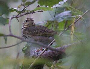 Pipit à dos olive