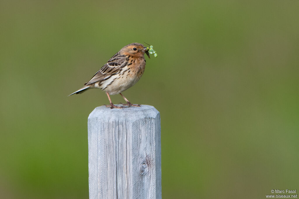 Pipit à gorge rousseadulte nuptial, identification, Nidification