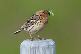 Red-throated Pipit