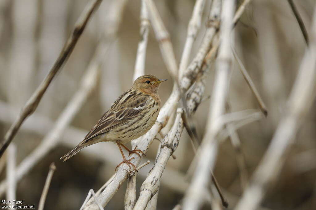 Pipit à gorge rousse mâle adulte nuptial, identification