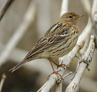 Red-throated Pipit