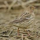 Pipit à gorge rousse