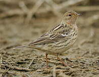 Pipit à gorge rousse