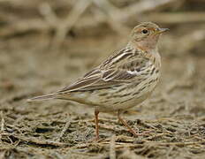 Red-throated Pipit