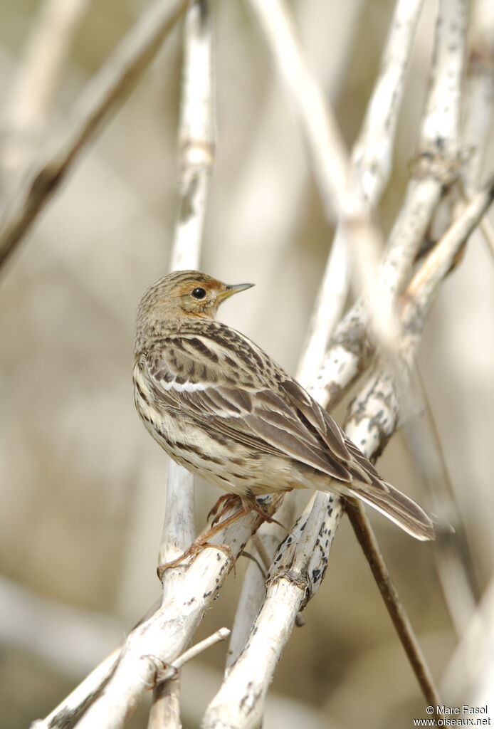 Red-throated Pipit male adult breeding, identification