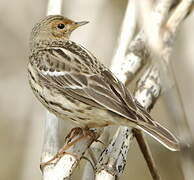 Red-throated Pipit