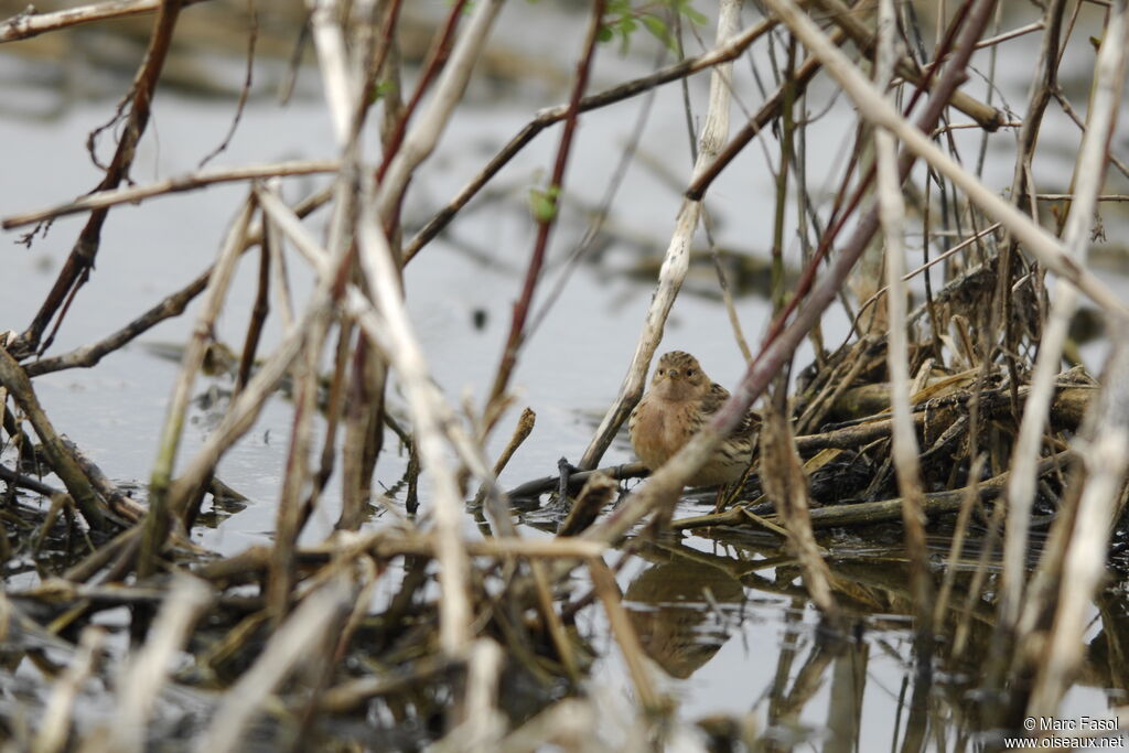 Red-throated Pipit male adult breeding, identification