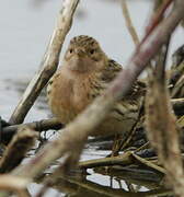 Red-throated Pipit