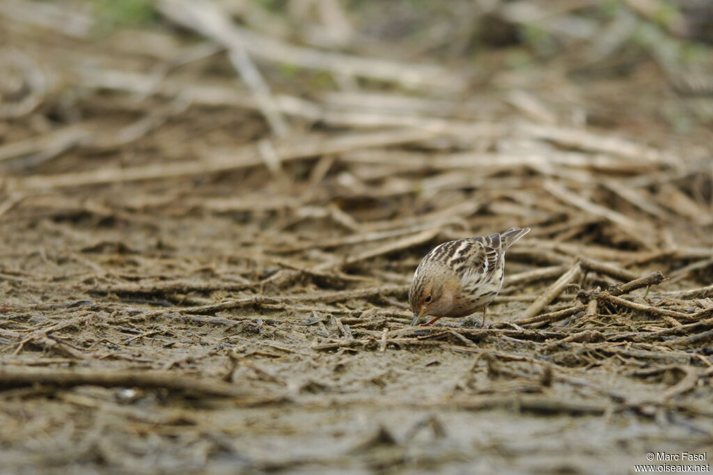 Red-throated Pipit male adult breeding, identification, feeding habits