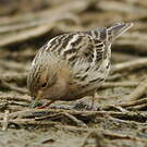 Pipit à gorge rousse