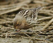 Pipit à gorge rousse