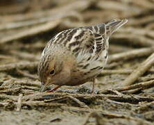 Red-throated Pipit