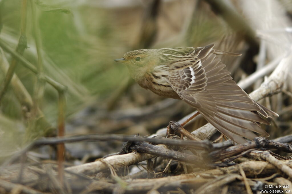 Pipit à gorge rousse mâle adulte nuptial, identification