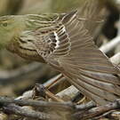 Pipit à gorge rousse