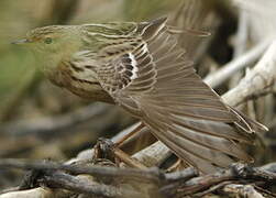 Red-throated Pipit