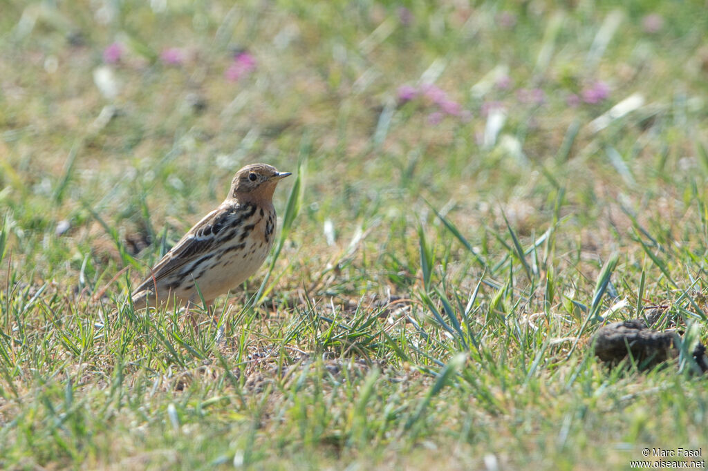 Pipit à gorge rousseadulte, identification, marche