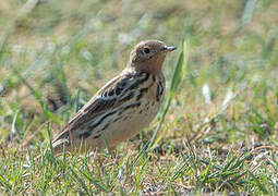 Pipit à gorge rousse