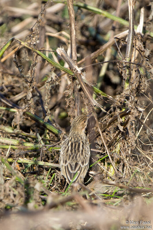 Red-throated Pipitadult, identification, camouflage