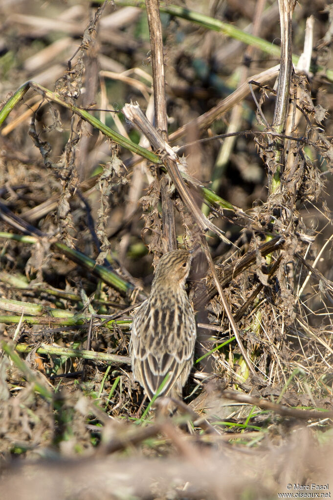 Red-throated Pipitadult, identification, camouflage