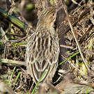Pipit à gorge rousse