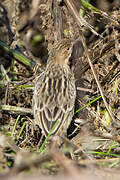 Pipit à gorge rousse