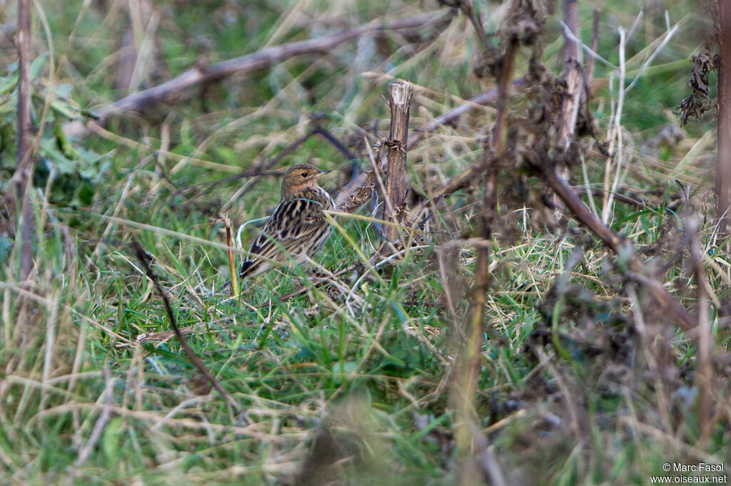 Pipit à gorge rousseadulte, identification, camouflage